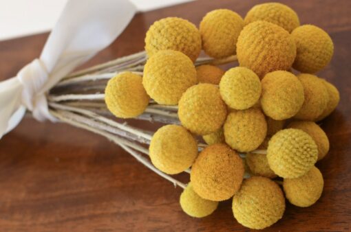 Golden Everlasting Craspedia Sun-Kissed Blooms for Timeless Decor - Image 2