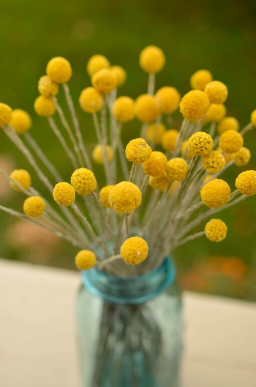 Golden Everlasting Craspedia Sun-Kissed Blooms for Timeless Decor - Image 3
