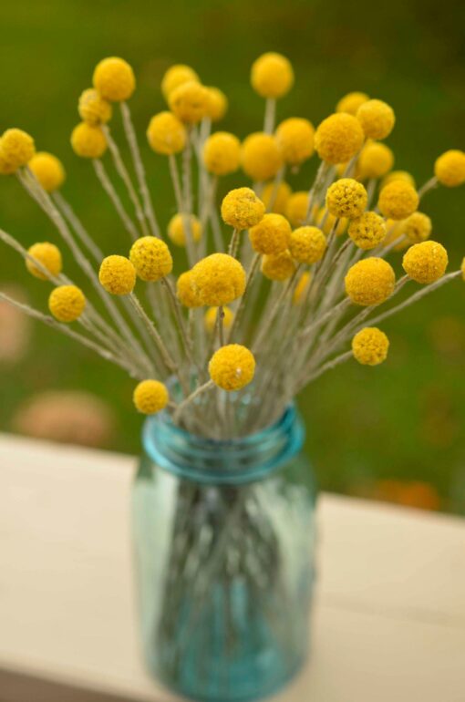 Golden Everlasting Craspedia Sun-Kissed Blooms for Timeless Decor - Image 4