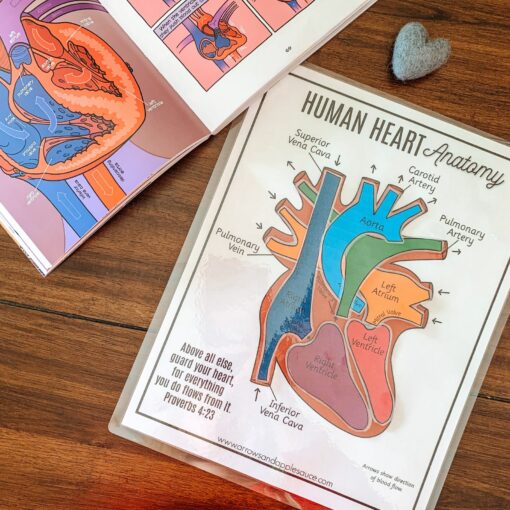 Discover the Heart's Secrets Printable Activity for Human Body Exploration - Image 3