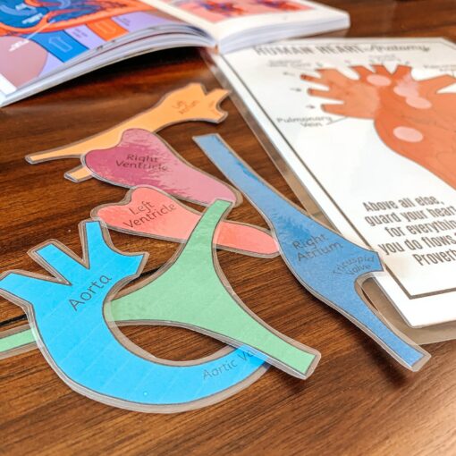 Discover the Heart's Secrets Printable Activity for Human Body Exploration - Image 6