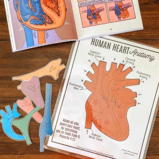 Discover the Heart's Secrets Printable Activity for Human Body Exploration - Image 2