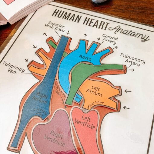 Discover the Heart's Secrets Printable Activity for Human Body Exploration - Image 4