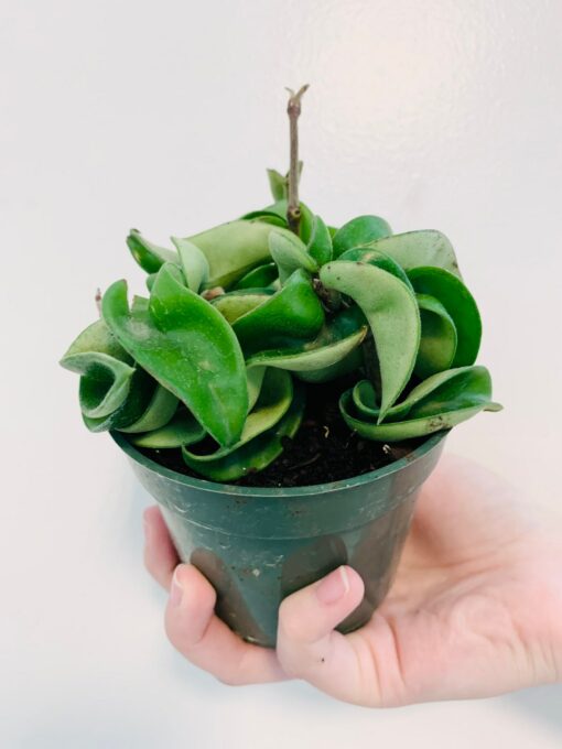 Hoya Compacta The Enchanting Hindu Rope Plant for Your Tropical Oasis - Image 2