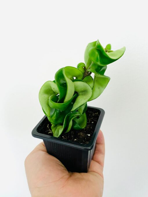Hoya Compacta The Enchanting Hindu Rope Plant for Your Tropical Oasis - Image 3