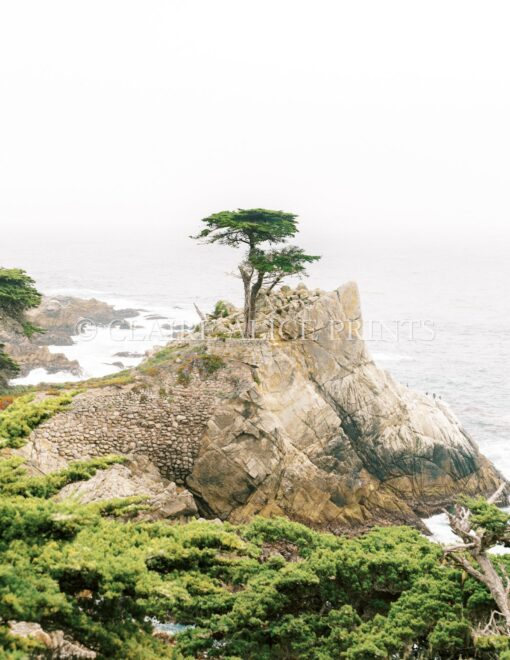 Mesmerizing Monterey Coastline Lone Cypress, Carmel-by-the-Sea Wall Art - Image 3