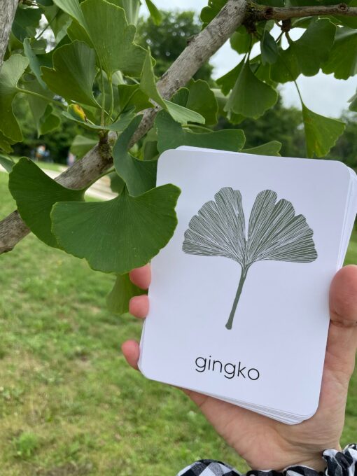 Unveiling Nature's Secrets Tree Leaf Identification Cards for Nature Enthusiasts and Educators - Image 5