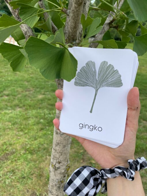 Unveiling Nature's Secrets Tree Leaf Identification Cards for Nature Enthusiasts and Educators - Image 3