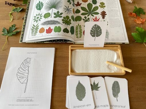 Unveiling Nature's Secrets Tree Leaf Identification Cards for Nature Enthusiasts and Educators - Image 2