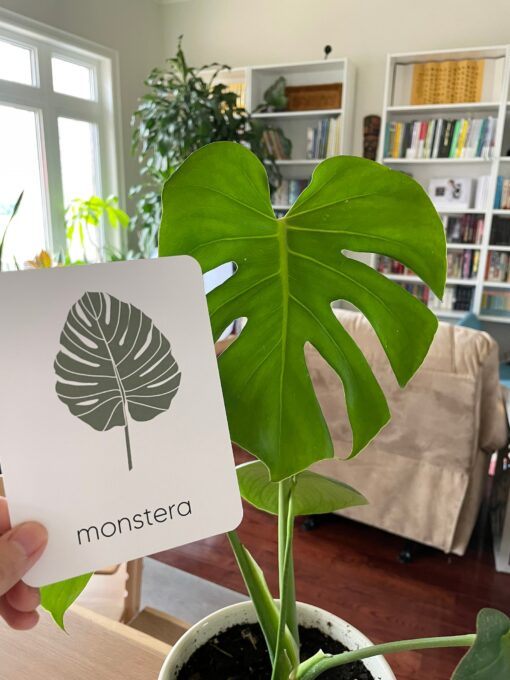 Unveiling Nature's Secrets Tree Leaf Identification Cards for Nature Enthusiasts and Educators - Image 4