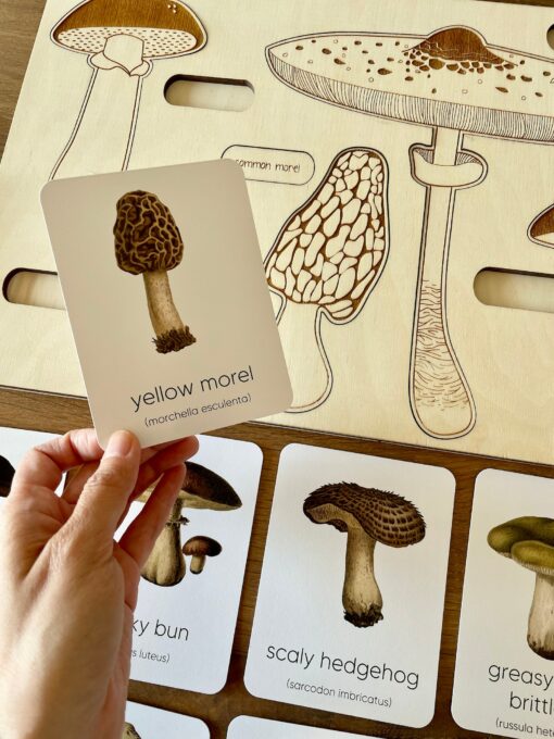 Montessori Mushroom Flashcards Unveil the Wonders of Nature for Early Learners - Image 2