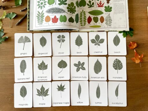 Unveiling Nature's Secrets Tree Leaf Identification Cards for Nature Enthusiasts and Educators - Image 6