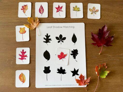 Autumnal Adventure Printable Fall Leaves Activity for Toddlers and Homeschoolers - Image 6