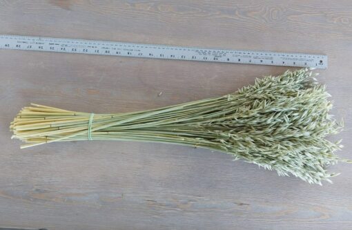 Natural Soft Green Avena Oats/Grains Bunch - Large 8oz Dried Avena Bouquet for Farmhouse Decor - Image 4