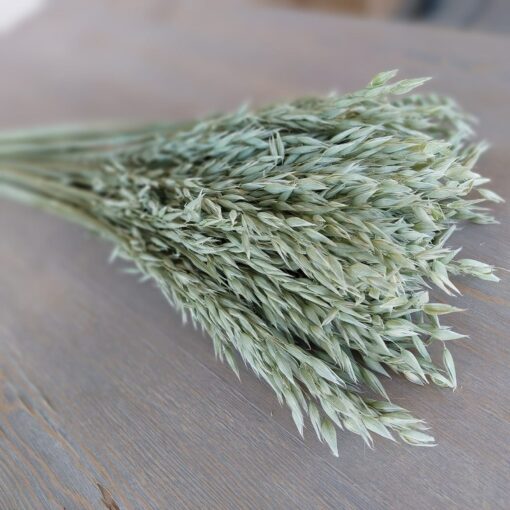 Natural Soft Green Avena Oats/Grains Bunch - Large 8oz Dried Avena Bouquet for Farmhouse Decor - Image 2