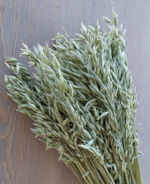 Natural Soft Green Avena Oats/Grains Bunch - Large 8oz Dried Avena Bouquet for Farmhouse Decor - Image 3