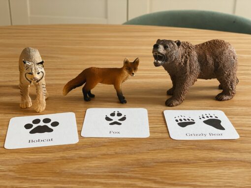 Animal Track Mini Flashcards Unlock the Secrets of Nature's Footprints - Image 5
