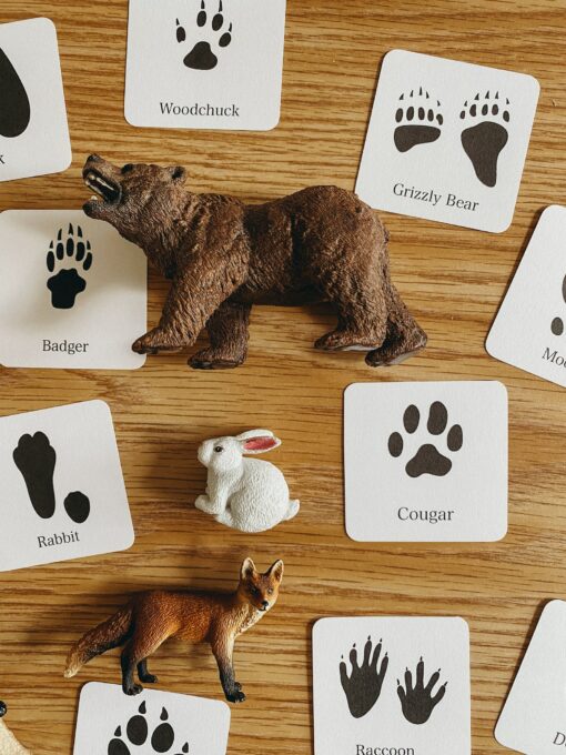 Animal Track Mini Flashcards Unlock the Secrets of Nature's Footprints - Image 4