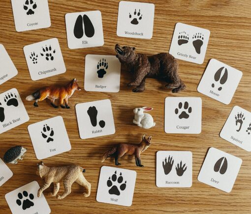 Animal Track Mini Flashcards Unlock the Secrets of Nature's Footprints - Image 6