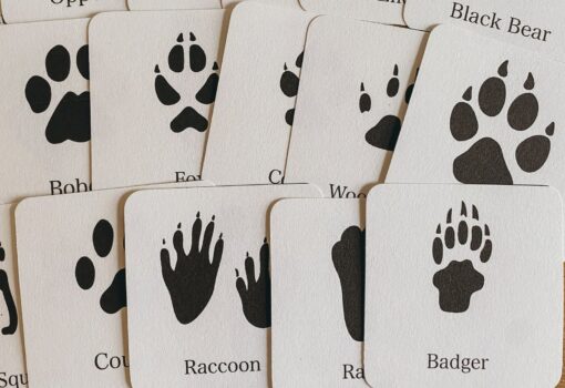 Animal Track Mini Flashcards Unlock the Secrets of Nature's Footprints - Image 3