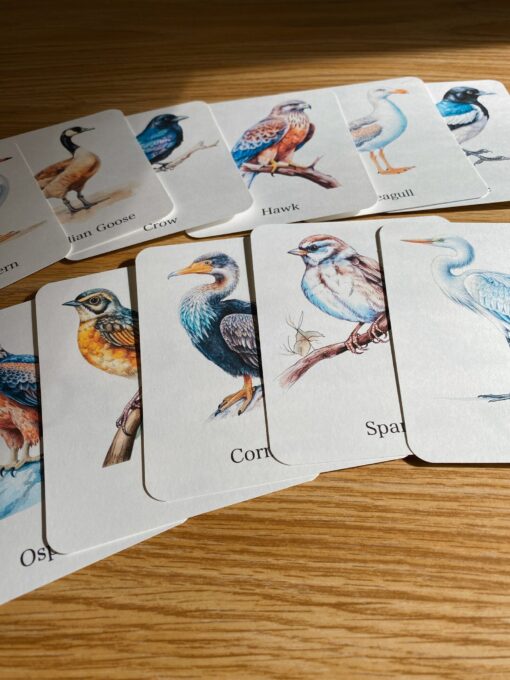 Discover the World of Birds Printable Flashcards for Nature Enthusiasts - Image 5