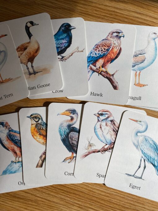 Discover the World of Birds Printable Flashcards for Nature Enthusiasts - Image 6