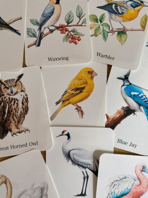 Discover the World of Birds Printable Flashcards for Nature Enthusiasts - Image 2
