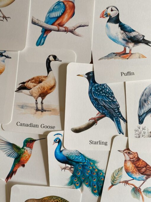 Discover the World of Birds Printable Flashcards for Nature Enthusiasts - Image 3