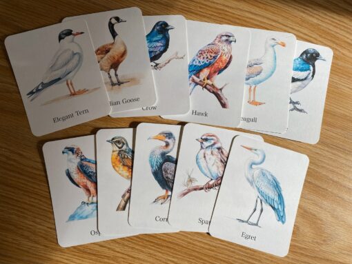 Discover the World of Birds Printable Flashcards for Nature Enthusiasts - Image 4