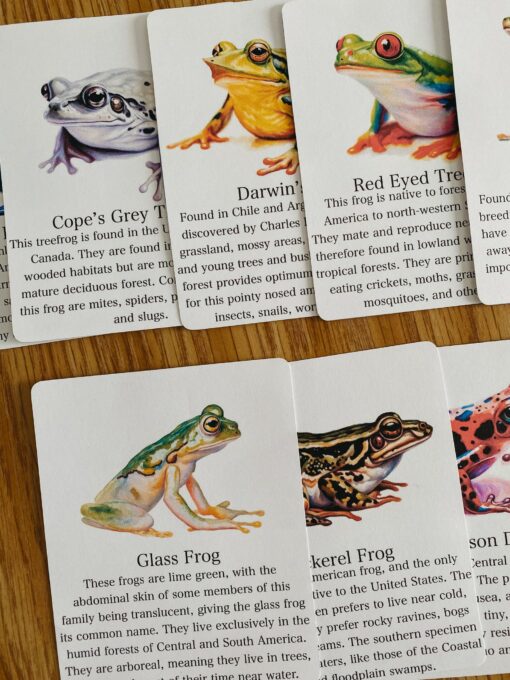 Discover the World of Frogs Printable Flashcards for Nature Science Exploration - Image 2