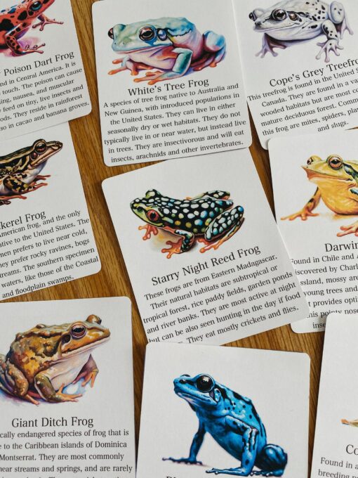 Discover the World of Frogs Printable Flashcards for Nature Science Exploration - Image 4