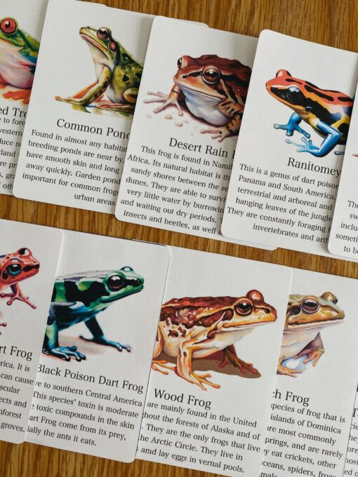 Discover the World of Frogs Printable Flashcards for Nature Science Exploration - Image 3