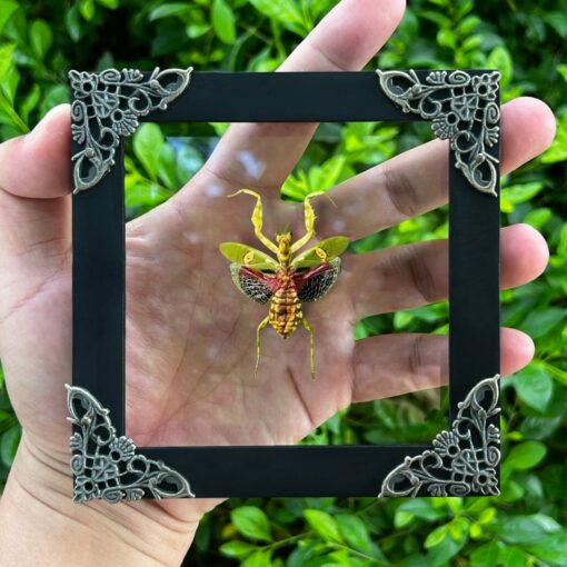 Unveiling the Enigmatic Mantis Creobroter A Framed Shadow Box of Nature's Intriguing Curiosity - Image 4