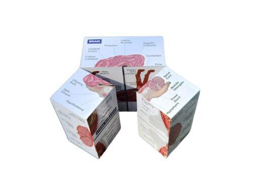 Vetmed Anatomy Study Cube Master Canine Anatomy for VTNE and Vet Tech Success - Image 4