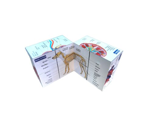 Vetmed Anatomy Study Cube Master Canine Anatomy for VTNE and Vet Tech Success - Image 3
