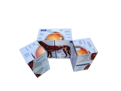 Vetmed Anatomy Study Cube Master Canine Anatomy for VTNE and Vet Tech Success - Image 6