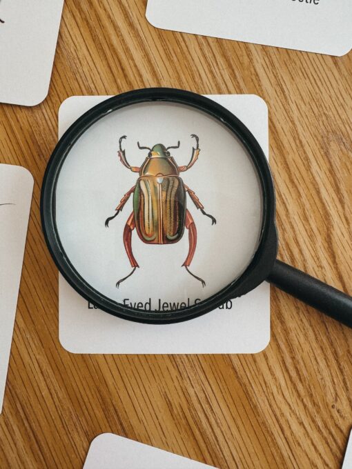 Explore the Wonders of Nature Printable Insect Flashcards for Homeschooling and Nature Study - Image 5