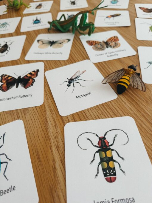 Explore the Wonders of Nature Printable Insect Flashcards for Homeschooling and Nature Study - Image 3
