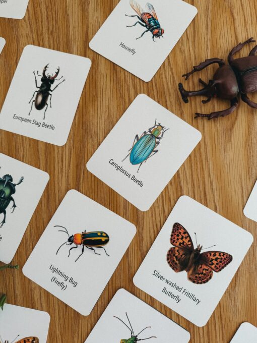 Explore the Wonders of Nature Printable Insect Flashcards for Homeschooling and Nature Study - Image 4