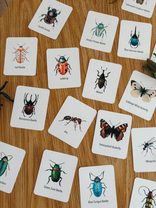Explore the Wonders of Nature Printable Insect Flashcards for Homeschooling and Nature Study - Image 6