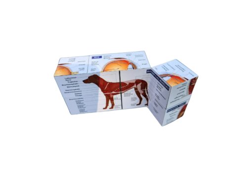 Vetmed Anatomy Study Cube Master Canine Anatomy for VTNE and Vet Tech Success - Image 5