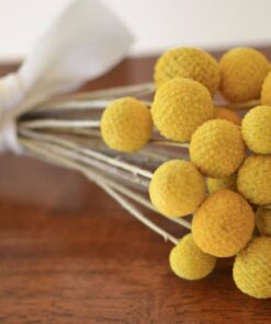 Golden Everlasting Craspedia Sun-Kissed Blooms for Timeless Decor
