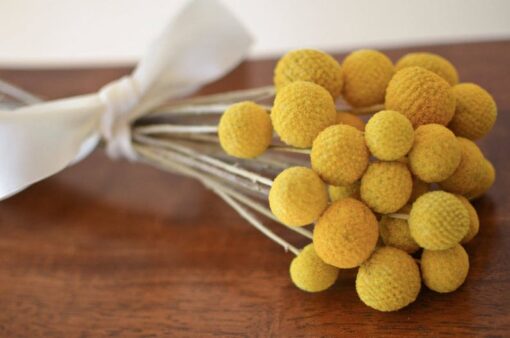 Golden Everlasting Craspedia Sun-Kissed Blooms for Timeless Decor
