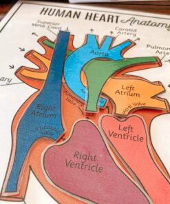 Discover the Heart's Secrets Printable Activity for Human Body Exploration