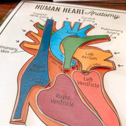Discover the Heart's Secrets Printable Activity for Human Body Exploration