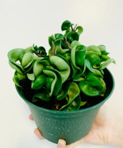 Hoya Compacta The Enchanting Hindu Rope Plant for Your Tropical Oasis