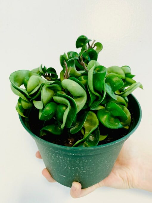 Hoya Compacta The Enchanting Hindu Rope Plant for Your Tropical Oasis