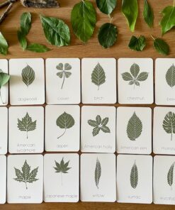 Unveiling Nature's Secrets Tree Leaf Identification Cards for Nature Enthusiasts and Educators