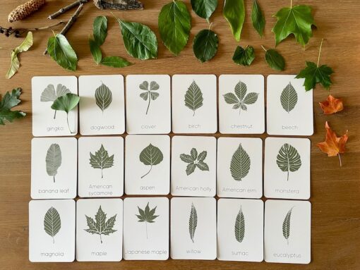 Unveiling Nature's Secrets Tree Leaf Identification Cards for Nature Enthusiasts and Educators