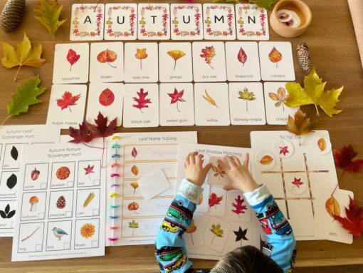 Autumnal Adventure Printable Fall Leaves Activity for Toddlers and Homeschoolers